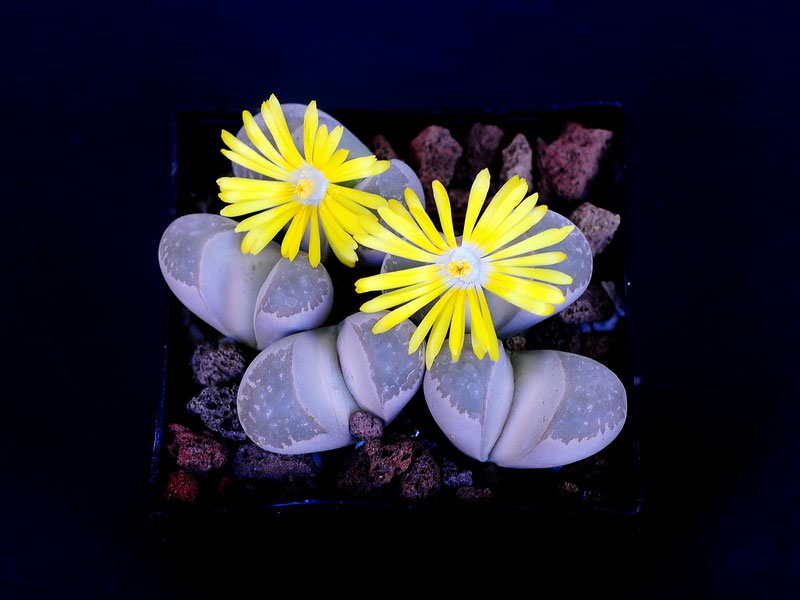 Lithops olivacea v nebrownii